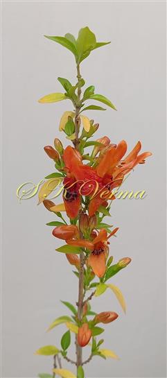  Flowering shoot